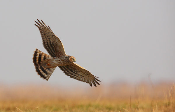 Kardoskúton és Cserebökényben is éjszakáznak kékes rétihéják