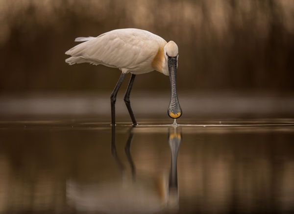 Idén is szép számmal költöttek kanalasgémek a Kis-Sárréten