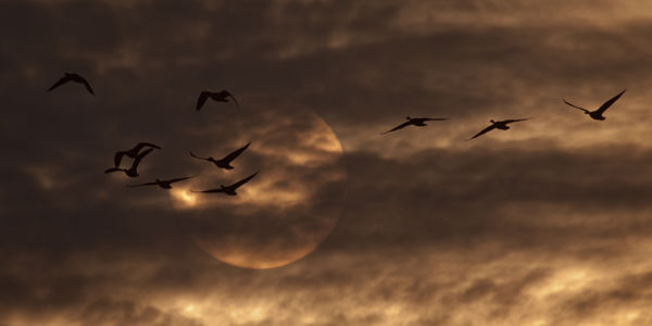 Augusztus közepén megkezdődött a madárvonulás