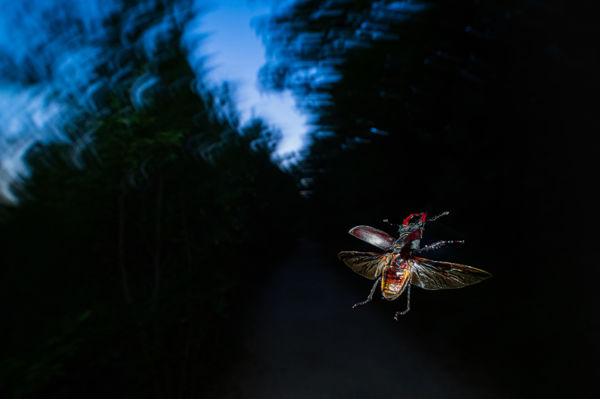 A nőstények kegyeiért harcolnak a nagy szarvasbogarak