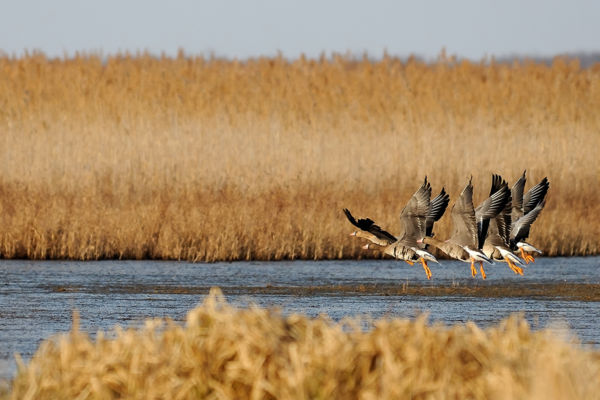 Sarkvidéki vendégünk, a nagy lilik
