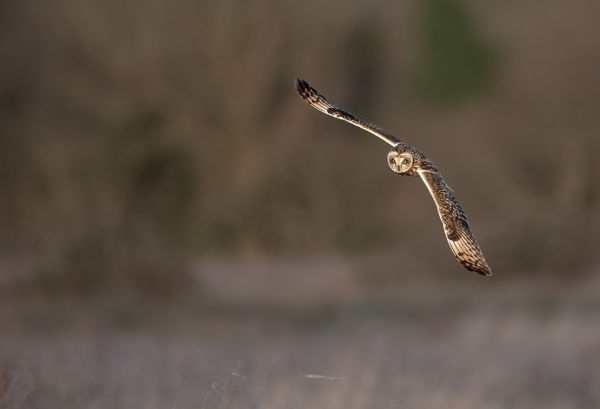 Nemsokára kirepülnek a réti fülesbaglyok fiókái