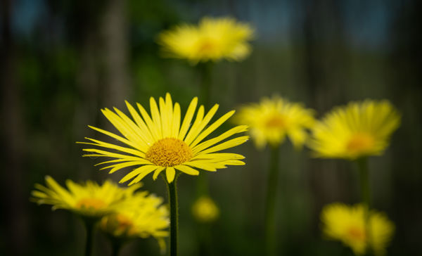 Zergevirágok tömeges virágzása a Mecsekben
