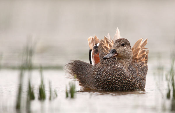 Kendermagos récék a baranyai vizeken