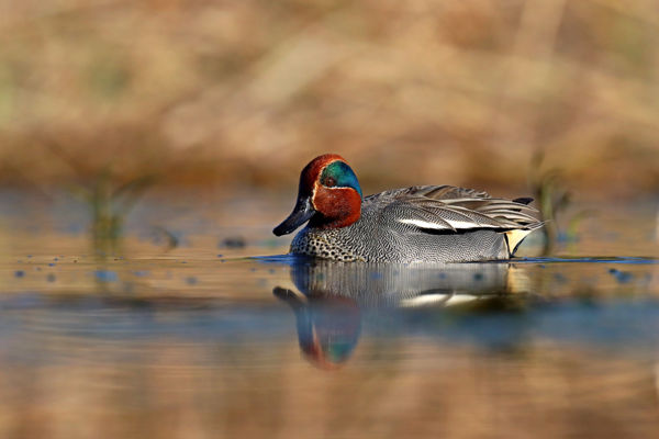 Sokszínű récék és kergetőző nyári ludak a Csikóspusztai-tavon