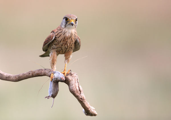 A vörös vércsék és a csókák már a költőládákat mustrálják