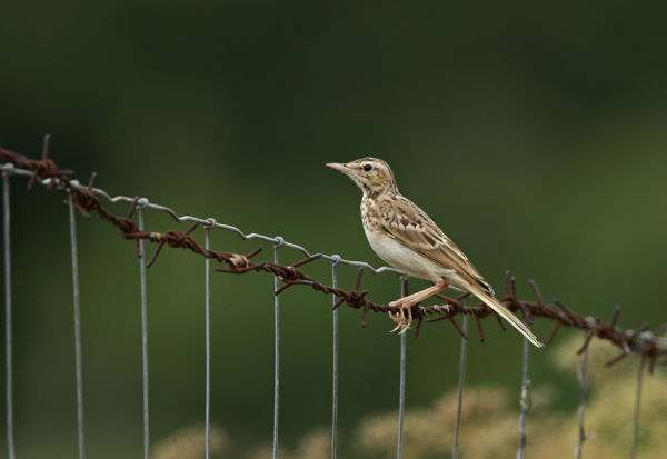 Revírt foglalnak a parlagi pityerek, a hímek magasra repülve énekelnek
