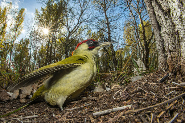 Különleges harkályaink, a zöld- és a szürke küllő