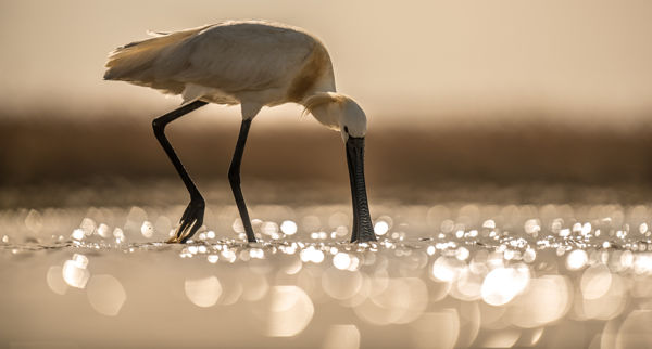 Ismerd meg a kanalasgémet 6 percben