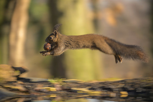 A Hortobágy-Berettyó árterében is megjelent az első mókus