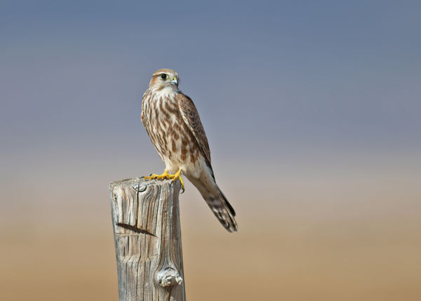 Váratlan látogató: egy kis sólyom jelent meg a bökényi területi irodánál