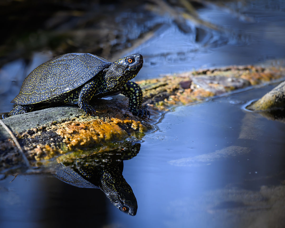 Gőték, unkák, kecskebékák – Ébredeznek téli álmukból a kétéltűek és a hüllők