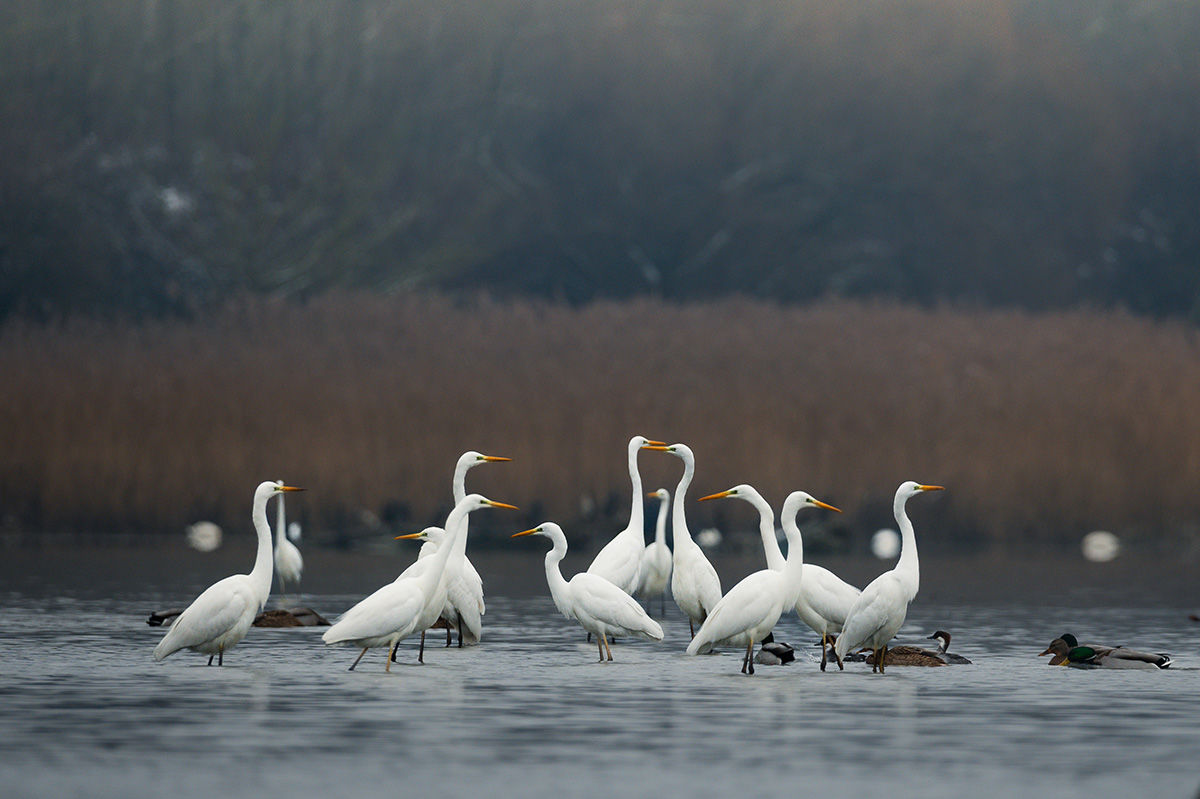 Vízimadarak népesítik be a Nagy-Zsombék mocsarát