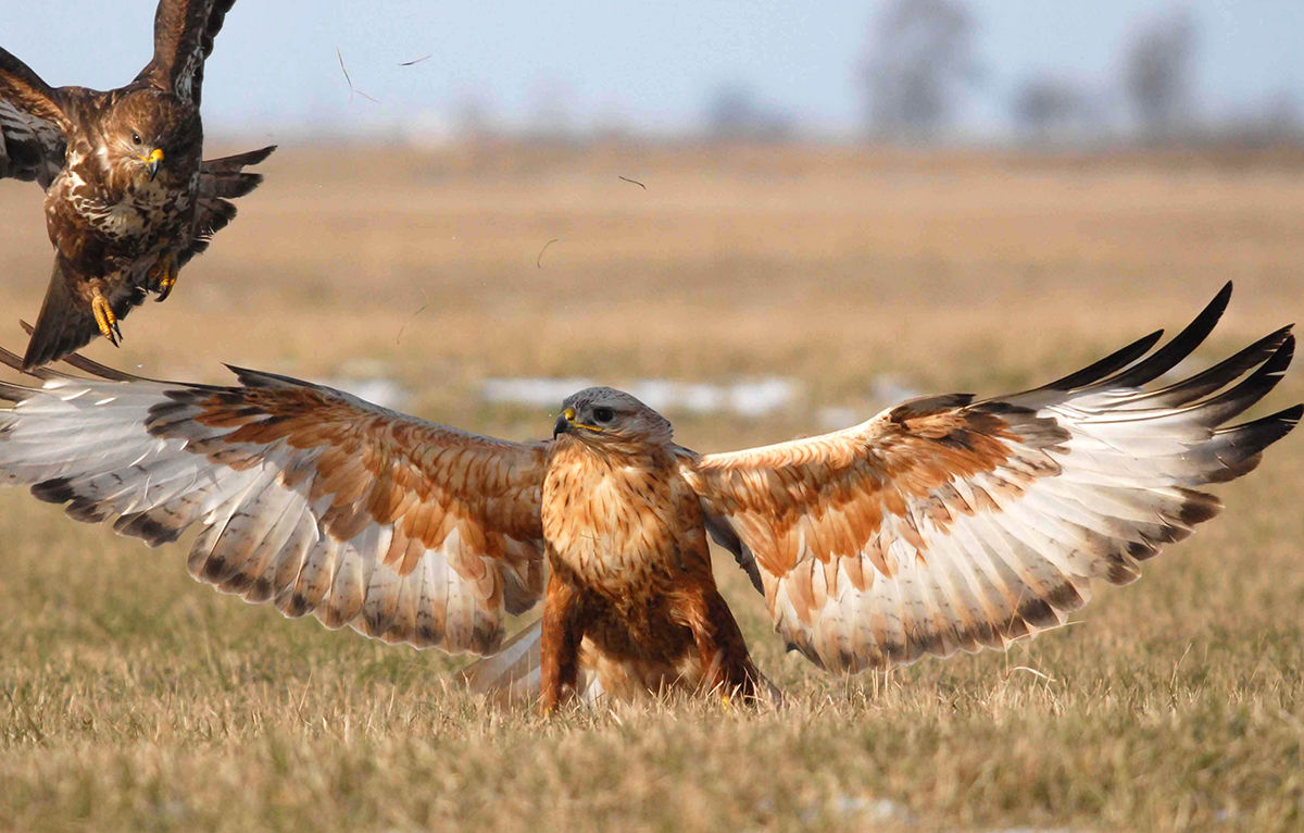 Pusztai ölyv időzött egy egész héten át Dévaványa térségében