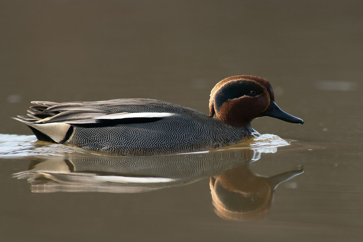 A legkisebb récénk