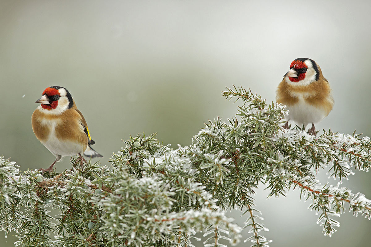Telelő madarak a hóval borított tájban