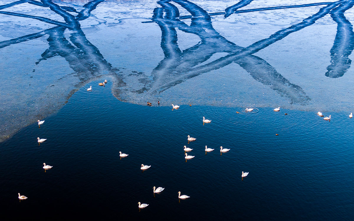 Jégmentes oázisok – A kemény hidegben lihogókat tartanak fenn a madarak