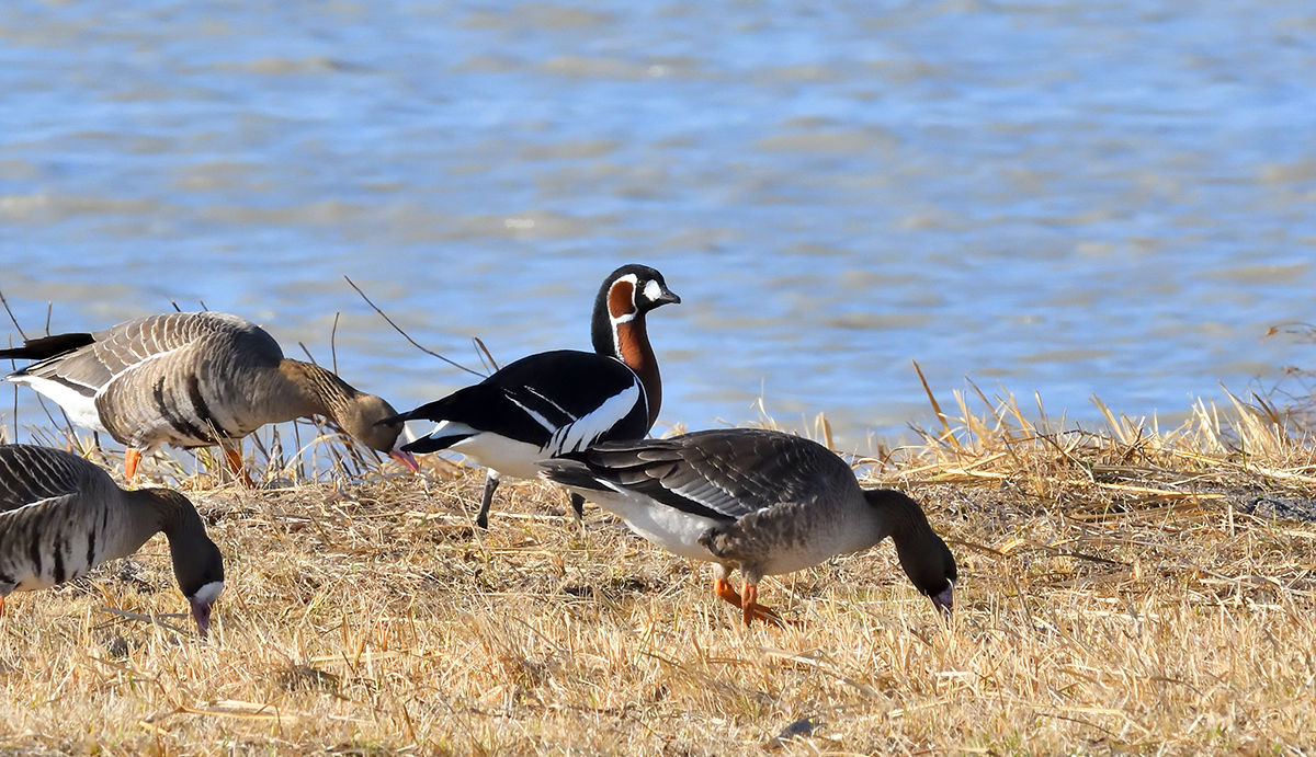 Ritkán látható vadlúdfajok bukkantak fel a kardoskúti Fehér-tónál