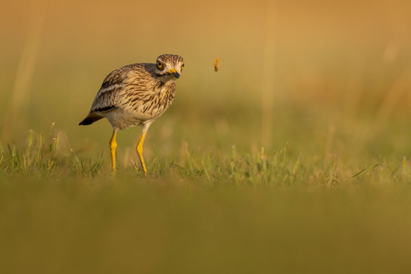 Ifjúsági kategória 