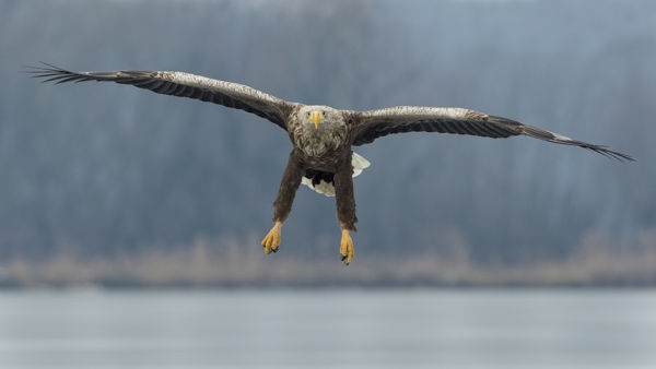 A rétisasok már kitatarozták fészkeiket és megkezdték a költést