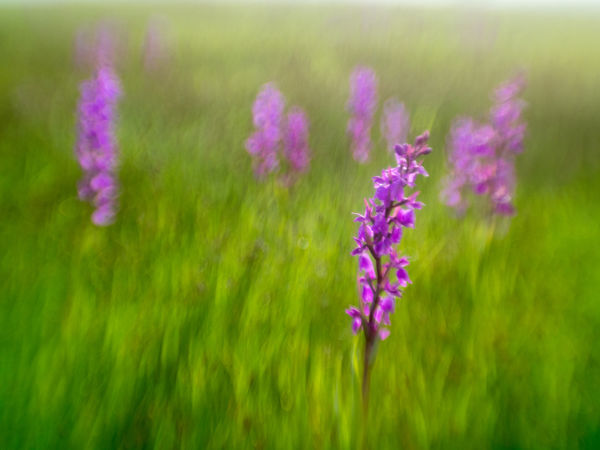 Virágzó orchideák a Felső-Kiskunságban