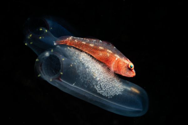 Élet a vízfelszín alatt