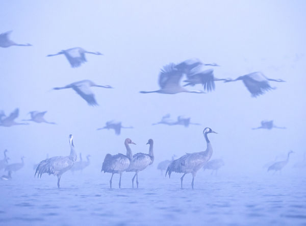 Hóval és faggyal dacolva is kitartanak a darvak Kardoskúton