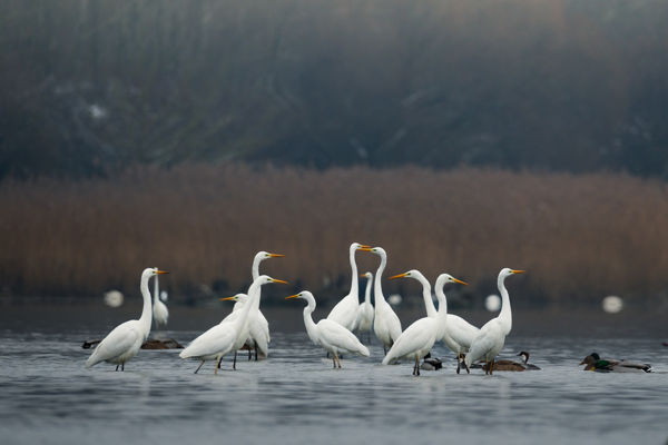 Vízimadarak népesítik be a Nagy-Zsombék mocsarát