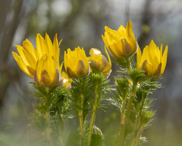 Virágzik a tavaszi hérics a Kiskunságban