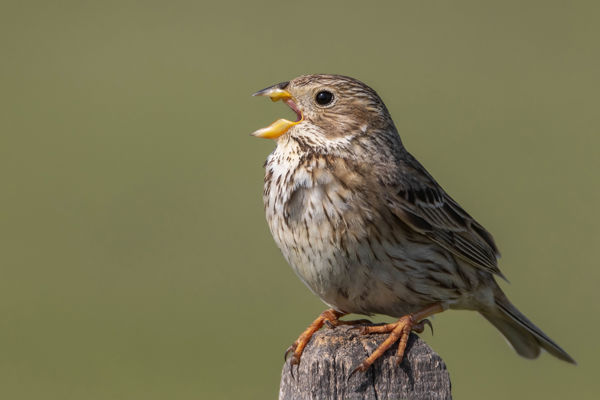 A Kis-Sárrét jellemző énekesmadara: a sordély