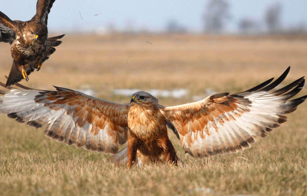 Pusztai ölyv időzött egy egész héten át Dévaványa térségében