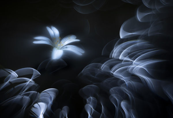 Növények és gombák 