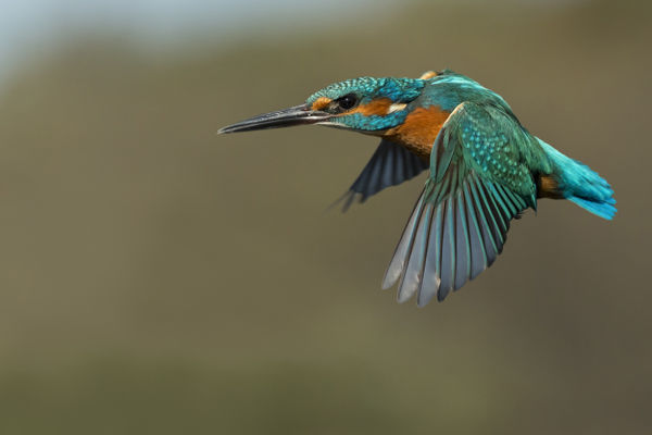 Repülő ékkövek: jégmadarak a fagymentes vizeken