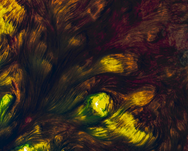 Növények és gombák 