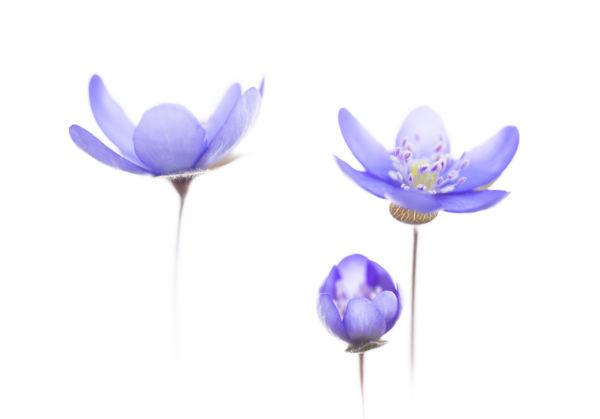 Növények és gombák 