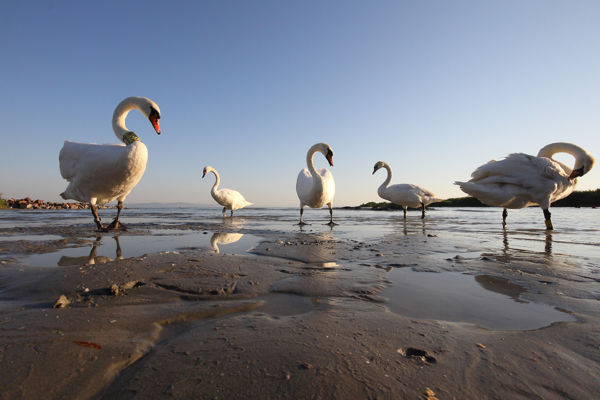 Vízimadarak széles palettája Dévaványa térségében